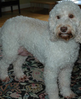 annie