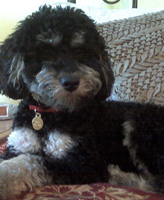 Izzy