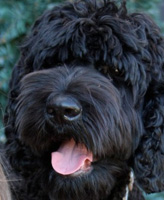 Darby