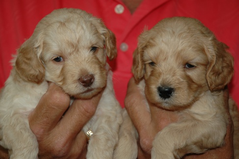 Annie's 2011 Litter