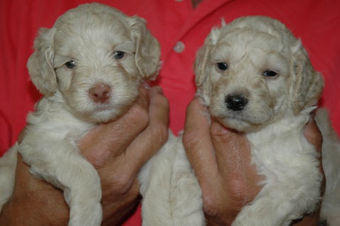 australian labradoodle puppies