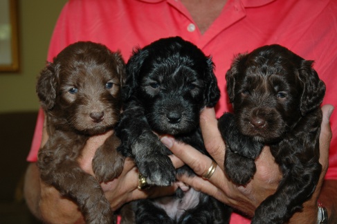 australian labradoodle puppies