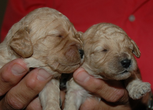Izzy's pups at two weeks