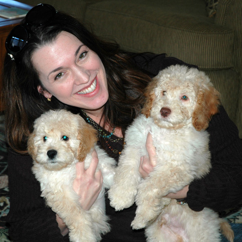 New labradoodle Owners