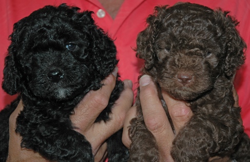 Piper's pups at five weeks