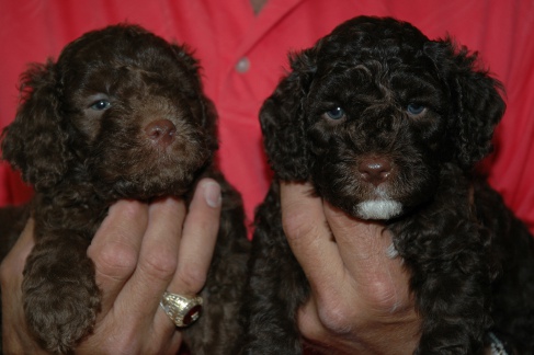 Piper's pups at five weeks