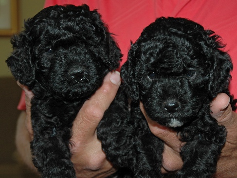 Piper's pups at five weeks