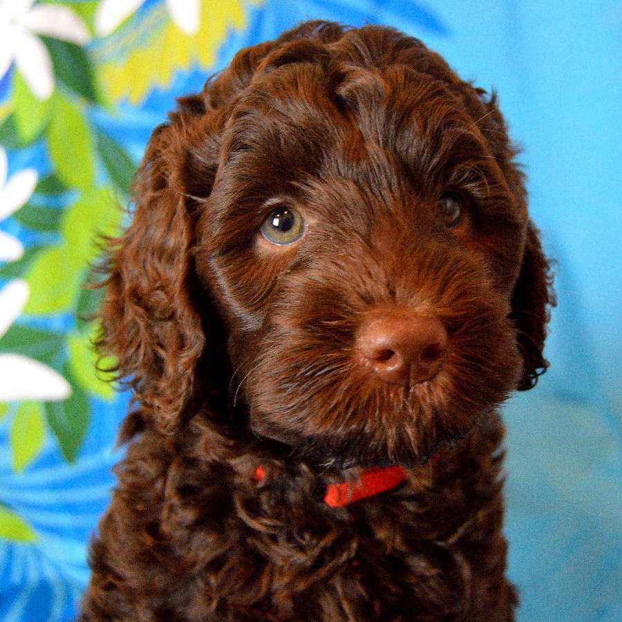 I særdeleshed tildele Dum Australian Labradoodle - Our dogs have soft, allergy-friendly fleece coats