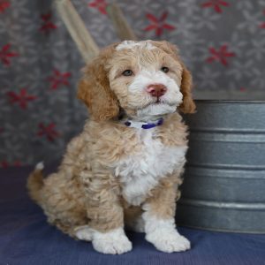 DownUnder Labradoodles – and Australian Labradoodles USA