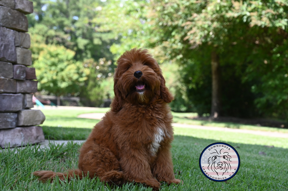 Introducing our new stud - Rory