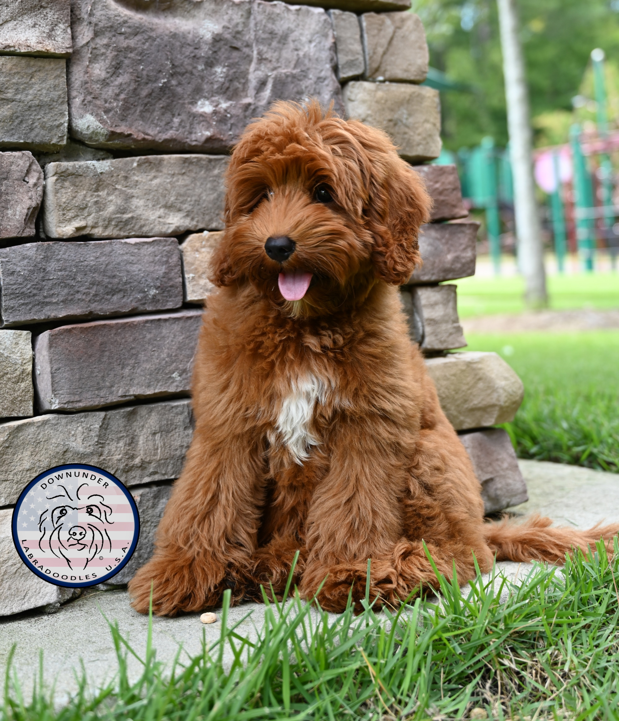 Puppies downunder puppy sales farm