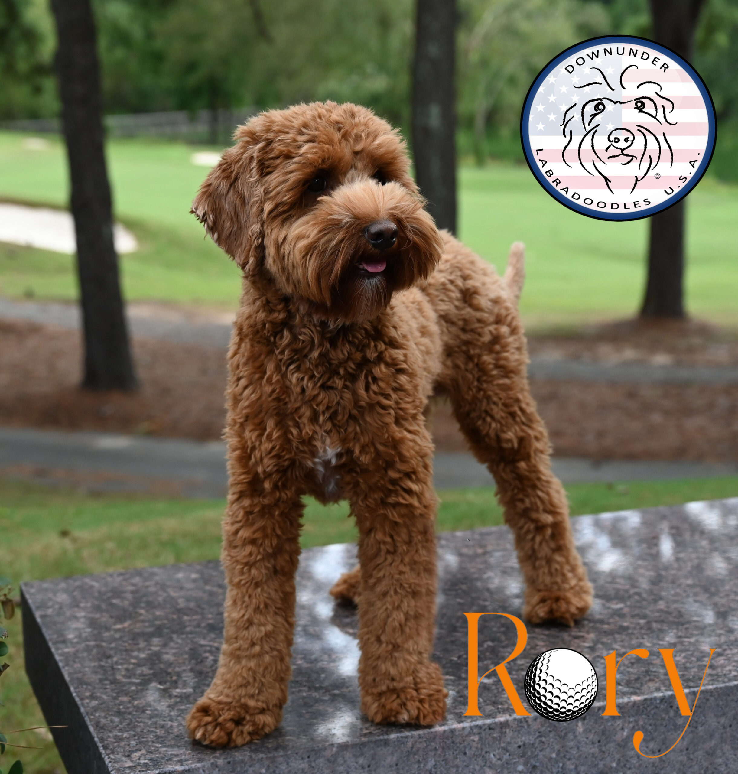 Rory Bench LOGO font top right