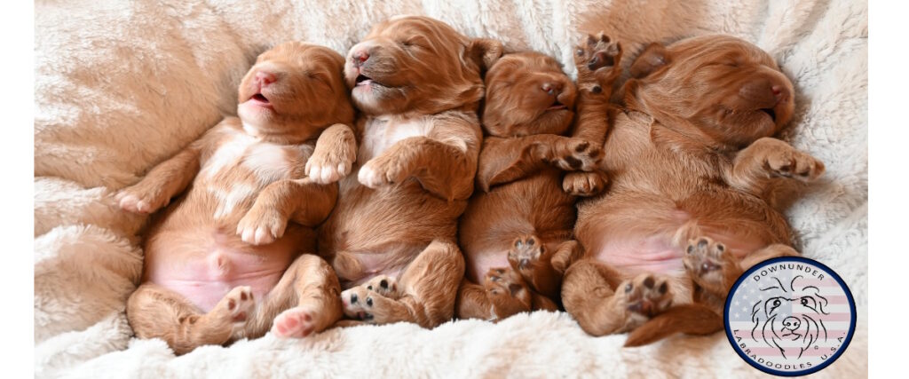 Asia puppies 1200×500