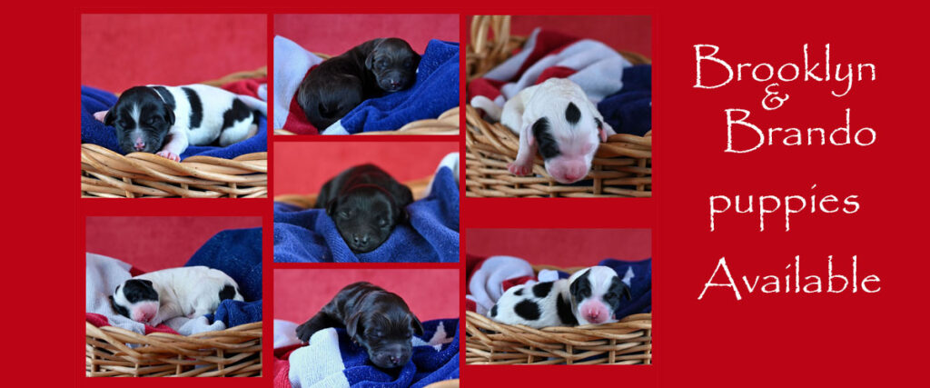 Puppies Available