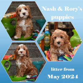 Nash pups edit